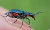 Malachius sp.